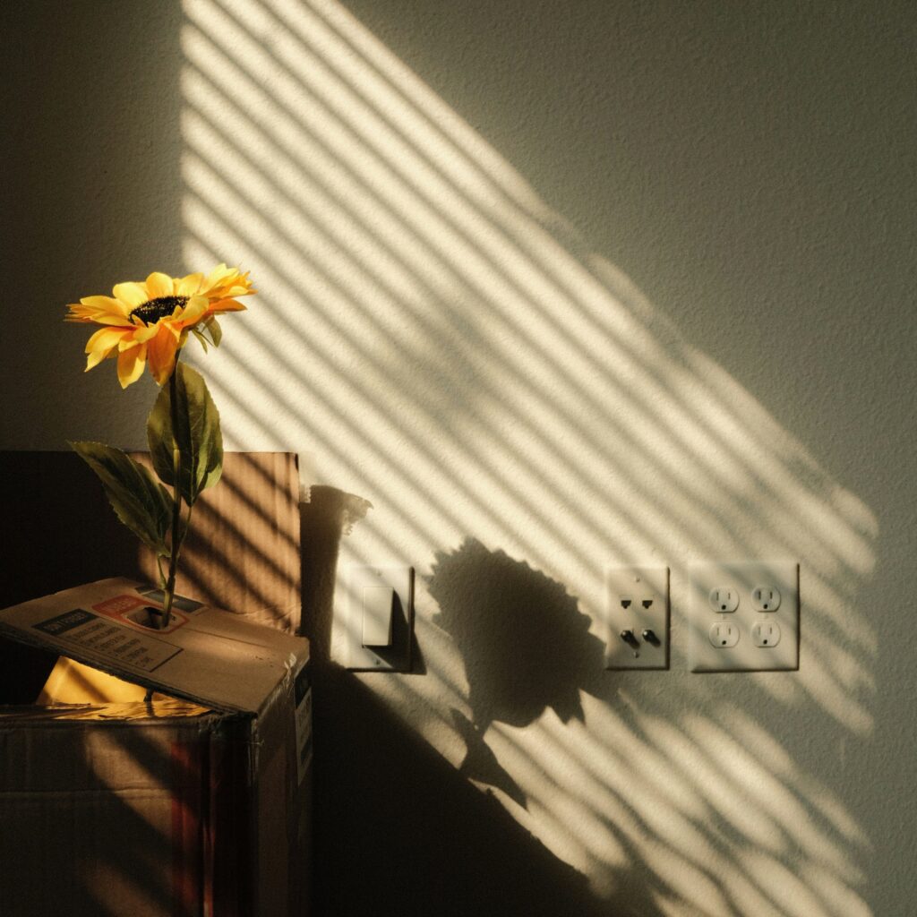 sun coming through a window. a sunflower on a box with its' shadow reflected on the wall