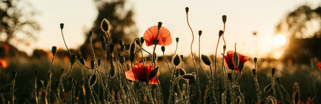 field of poppy and flowers on a blurred background of grass